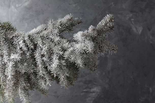 下雪的圣诞节冷杉树树枝向寒冷的灰色背景