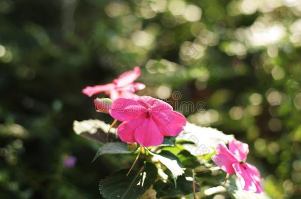 粉红色的花花束采用指已提到的人花园