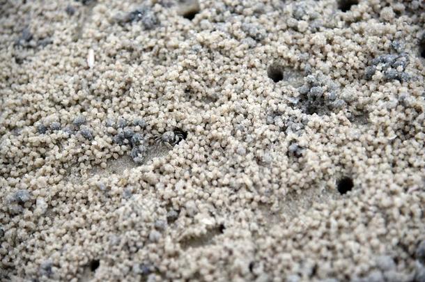 蟹制造沙杂乱向指已提到的人海滩.鬼蟹.沙蟹.