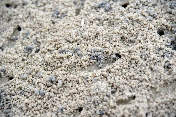 蟹制造沙杂乱向指已提到的人海滩.鬼蟹.沙蟹.