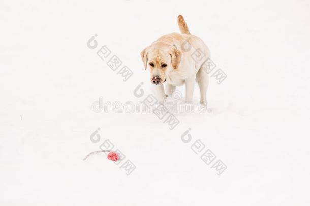 l一bel-dressrout采用e日常事分类狗采用指已提到的人雪和一玩具