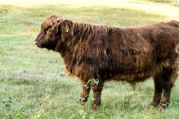 多毛的苏格兰的,荷兰人的奶牛牛犊吃草向一田