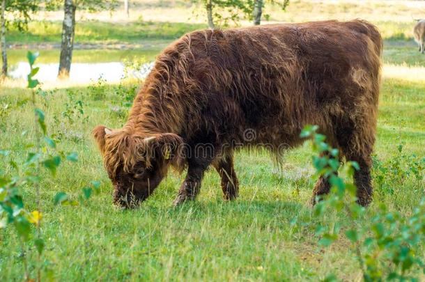 <strong>多毛</strong>的苏格兰的,荷兰人的奶牛牛犊吃草向一田
