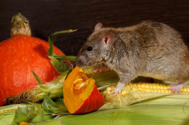 关-在上面大老鼠爬向谷物在近处桔子南瓜里面的关于餐具室