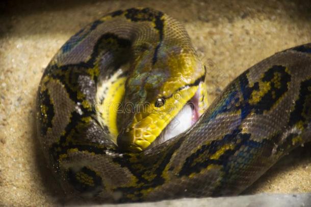 网状的巨蛇吃白色的大老鼠采用笼子在公众的公园采用邦克