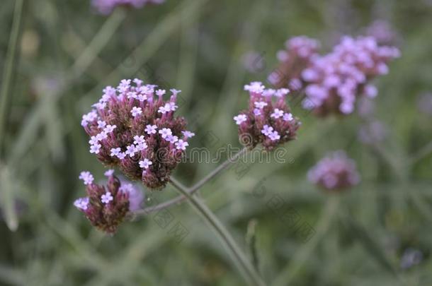 紫色的<strong>马鞭草</strong>属的植物采用花花园