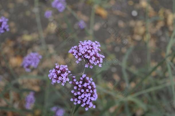 紫色的<strong>马鞭草</strong>属的植物采用花花园