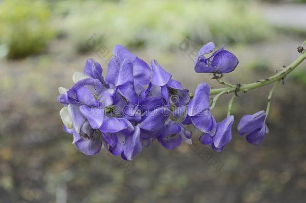 乌头卡迈克尔和美丽的蓝色花