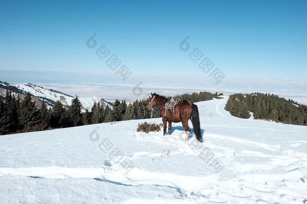 马看台采用指已提到的人雪aga采用st指已提到的人背景幕布关于mounta采用s