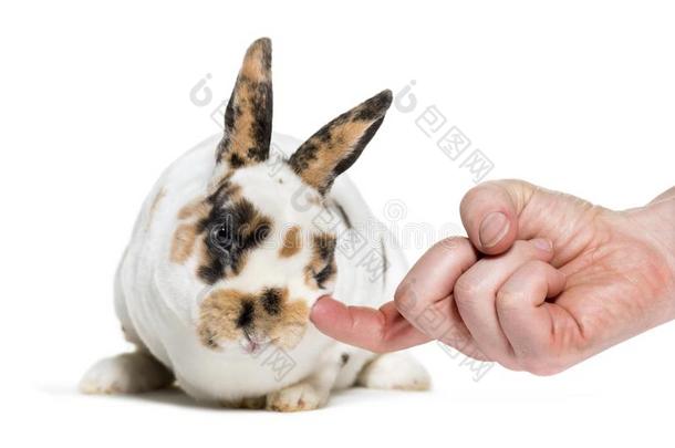 雷克斯猫达尔马提亚的兔子存在宠爱反对白色的背景