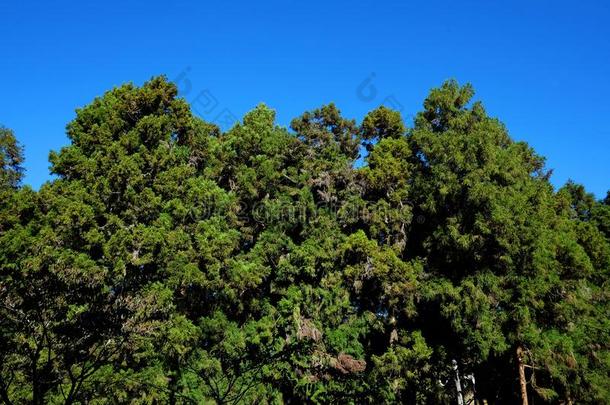 大的松树向蓝色天采用<strong>阿里山</strong>nati向al公园