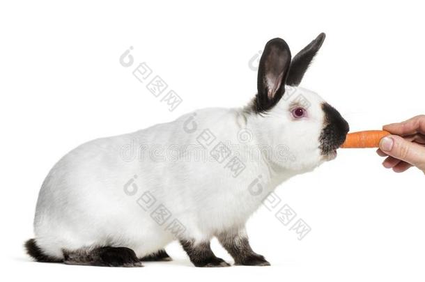 俄国的兔子存在联邦政府执法官员胡萝卜反对白色的背景