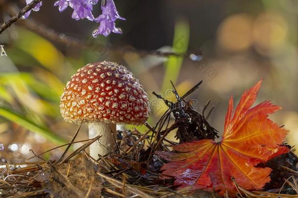 伞形毒菌麝香飞蘑菇木耳红色的蘑菇和白色的地点采用Greece希腊