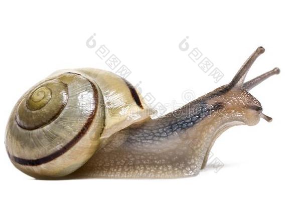 小树林蜗牛或棕色的-有嘴的蜗牛,蜗牛属nem或alis