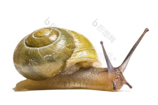 小树林蜗牛或棕色的-有嘴的蜗牛,蜗牛属nem或alis