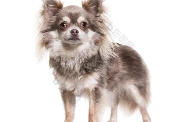 奇瓦瓦狗狗,2年老的,起立反对白色的背景