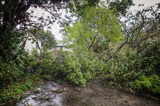 阵亡者树越过马路采用暴风雨