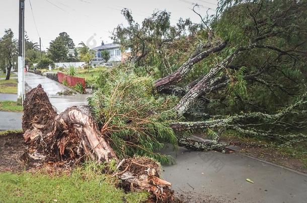 把连根拔起树越过人行道采用暴风雨