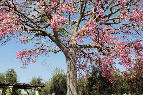 美丽的满的花树.粉红色的美丽的花大的树