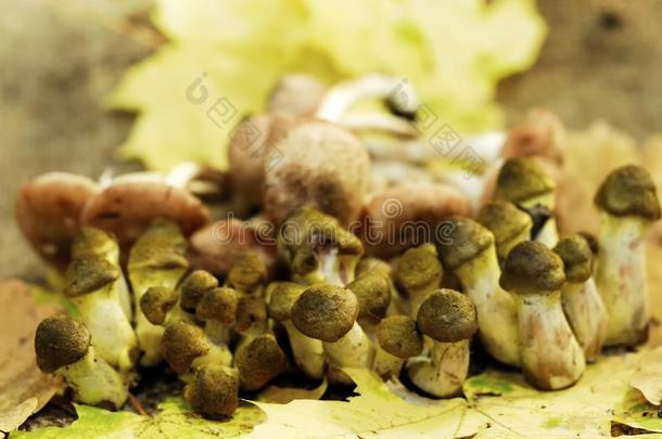 新鲜的蘑菇.蜂蜜蘑菇木耳.