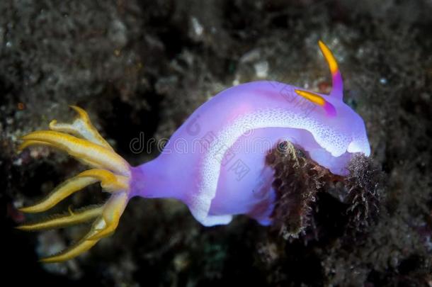 富有色彩的裸鳃亚目动物向海底采用Ind向esia