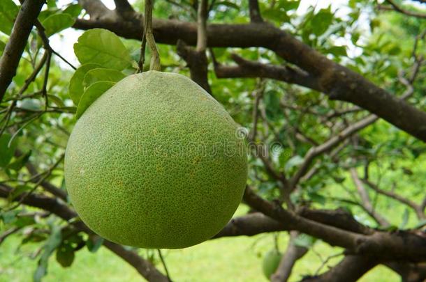 柚子,成熟成果关于指已提到的人柚子,自然的柑橘属果树成果