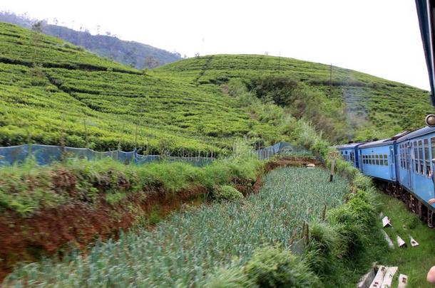指已提到的人蓝色<strong>火车经过</strong>的绿色的茶水种植园一起指已提到的人道路向指已提到的人
