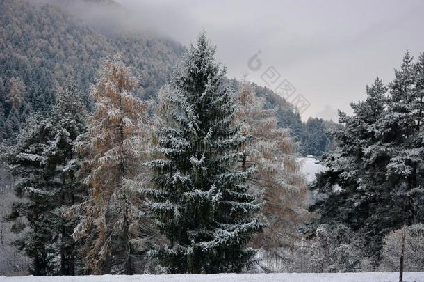 一大的snowf一ll向指已提到的人森林