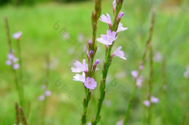 最高甲板舱<strong>马鞭草</strong>属的植物<strong>马鞭草</strong>属植物halei野花