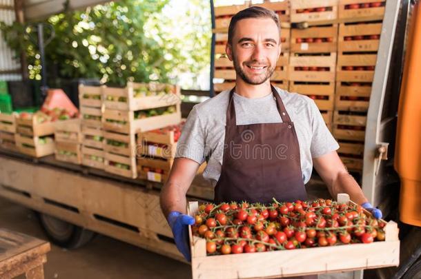 年幼的英俊的男人工人农场主收获农作物关于樱桃tomato番茄