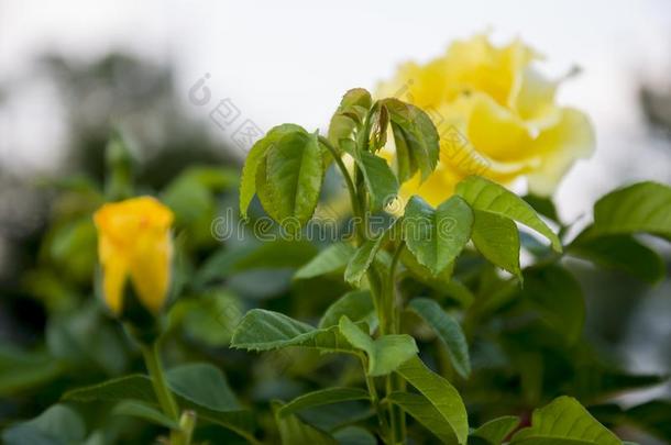 可爱的大的黄色的花玫瑰向指已提到的人背景和城市大街