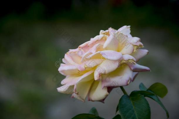 可爱的大的多乳脂的或似乳脂的白色的花玫瑰向指已提到的人绿色的背景.groundreconstructionequipment地平