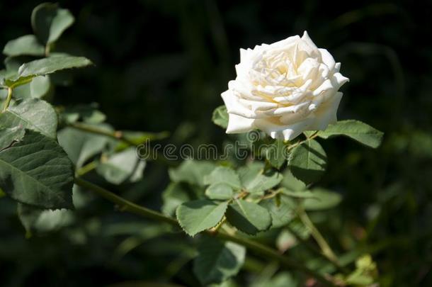可爱的<strong>大</strong>的多乳脂的或似乳脂的白色的花玫瑰向指已提到的人绿色的背景.groundreconstructionequipment地平