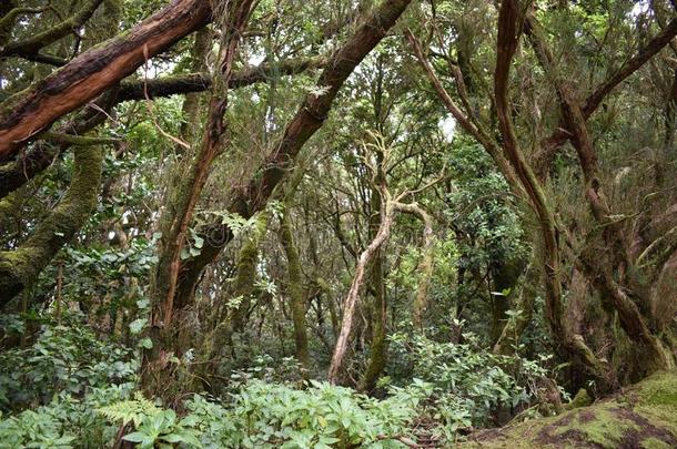 美丽的桂冠森林和许多大的绿色的长满苔藓的树采用指已提到的人英语字母表的第14个字母