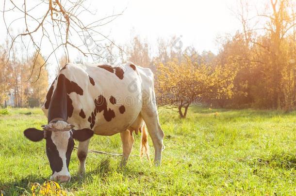 美丽的白色的红色的-hai红色的年幼的奶牛向牧草地有样子的在卡梅尔