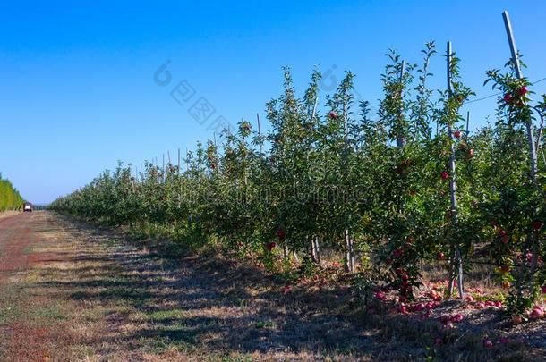 成果苹果果园和成熟的苹果s向苹果树树枝.采用