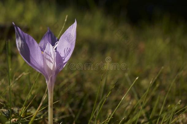 番红花,番红花属巴纳蒂克斯