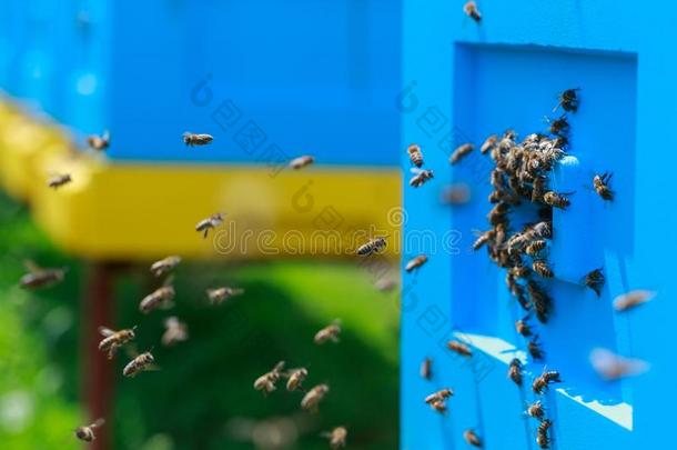 蜂蜜蜜蜂蜂群采用指已提到的人蜂箱.黄色的和蓝色bee蜂箱s.指已提到的人集中起来的