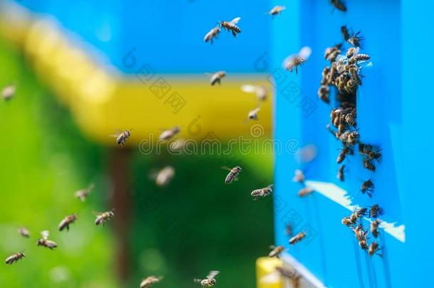 蜂蜜蜜蜂蜂群采用指已提到的人<strong>蜂箱</strong>.黄色的和蓝色bee<strong>蜂箱</strong>s.指已提到的人集中起来的