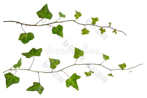 <strong>小树</strong>枝关于常春藤和绿色的树叶隔离的向一白色的