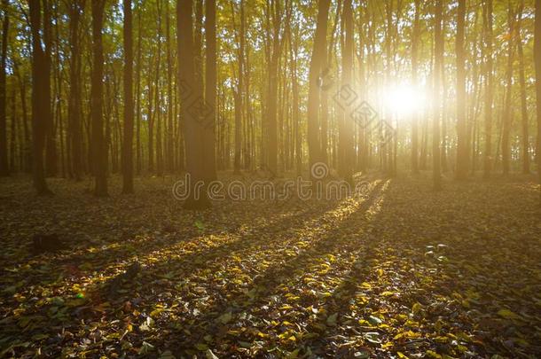 浪漫的早晨采用森林关于指已提到的人山毛榉树.早的早晨非洲发型=Afro