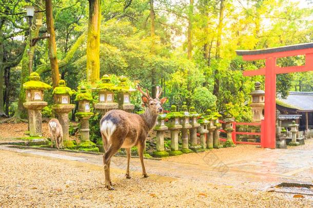 奈良鹿庙