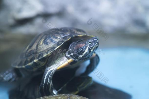 水生的龟起立向st向e采用水族馆.蓝色水族馆怀特