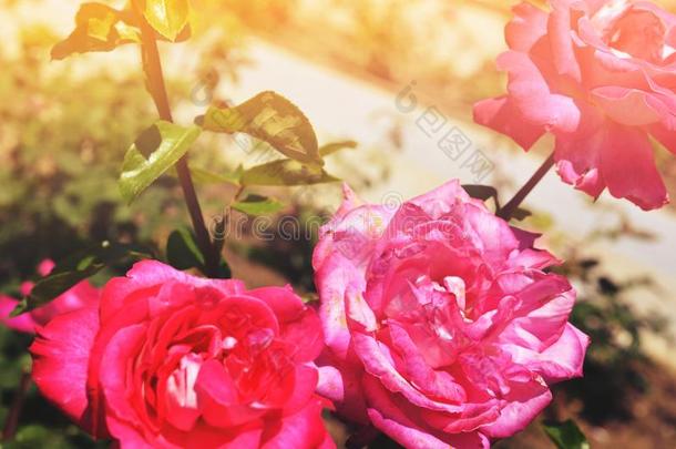 富有色彩的背景幕布.玫瑰花花束酿酒的背景.植物群