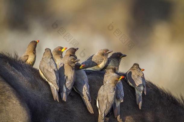 黄色的安排黄嘴牛椋鸟采用即Kruger国家的公园,南方非洲