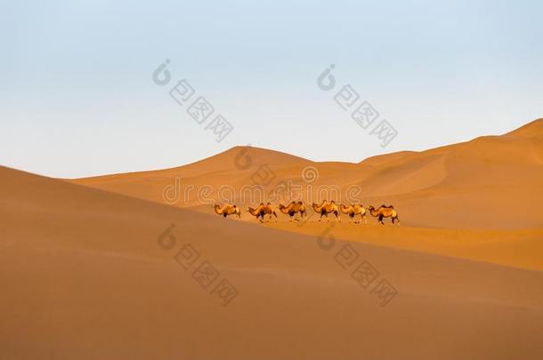 沙漠风景和骆驼队