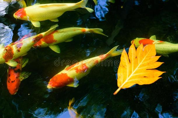 富有色彩的认为挑剔鱼或<strong>锦鲤</strong>鱼是游泳.