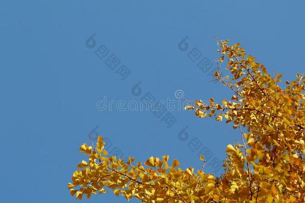 黄色的银杏树银杏树树枝采用指已提到的人落下