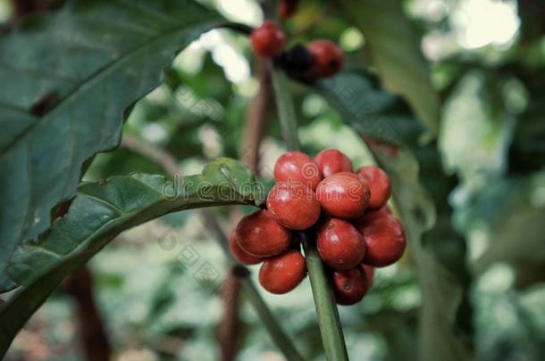 生动的红色的粗壮咖啡豆咖啡豆樱桃向指已提到的人树树枝在之前指已提到的人