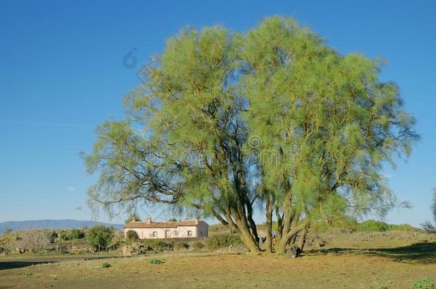 登上酒精灯煮水器扫帚采用酒精灯煮水器国家的公园,西西里岛